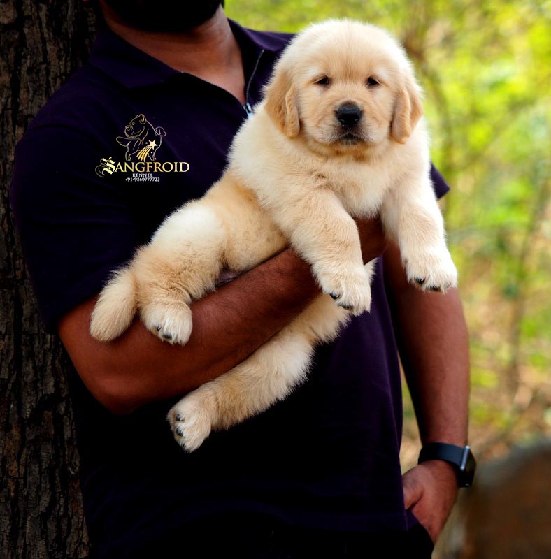 Image of Golden Retriever posted on 2022-08-22 04:07:05 from Mumbai