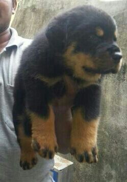 Image of Rottweiler posted on 2023-06-15 03:23:53 from pune