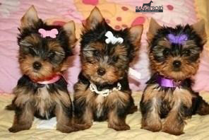 Image of Yorkshire Terrier posted on 2022-08-22 04:07:05 from Mumbai