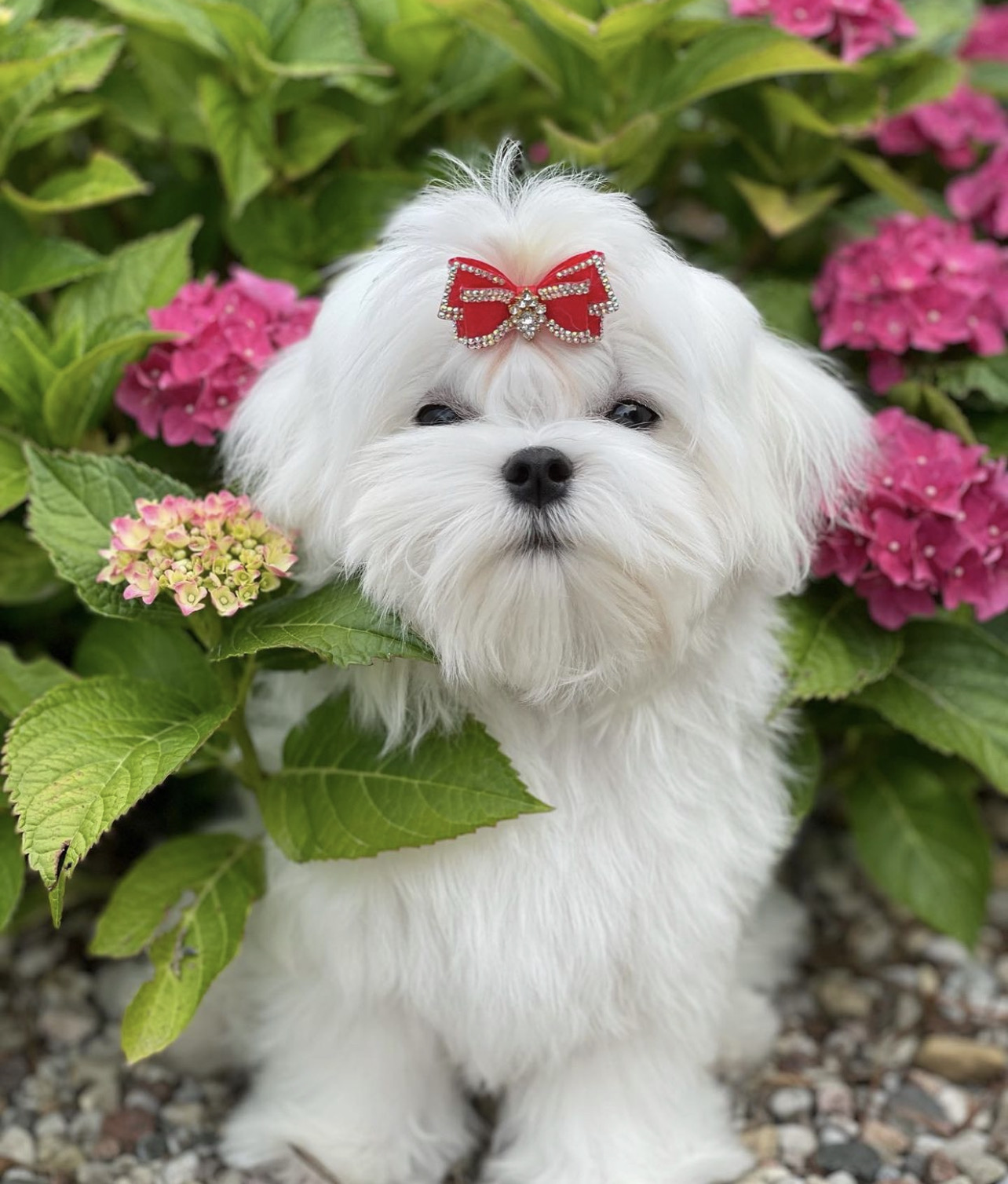 maltese