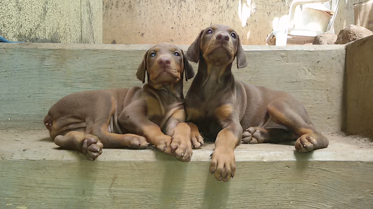 Top quality two months doberman male and female puppies avlb in  pune