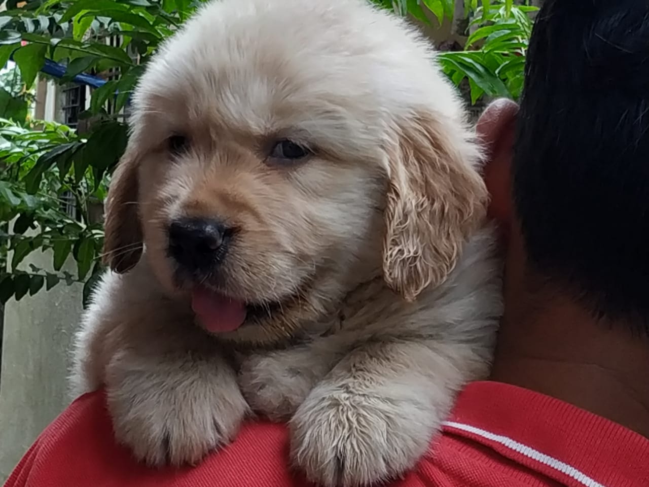 Top and import quality Golden retriever puppy available in pune