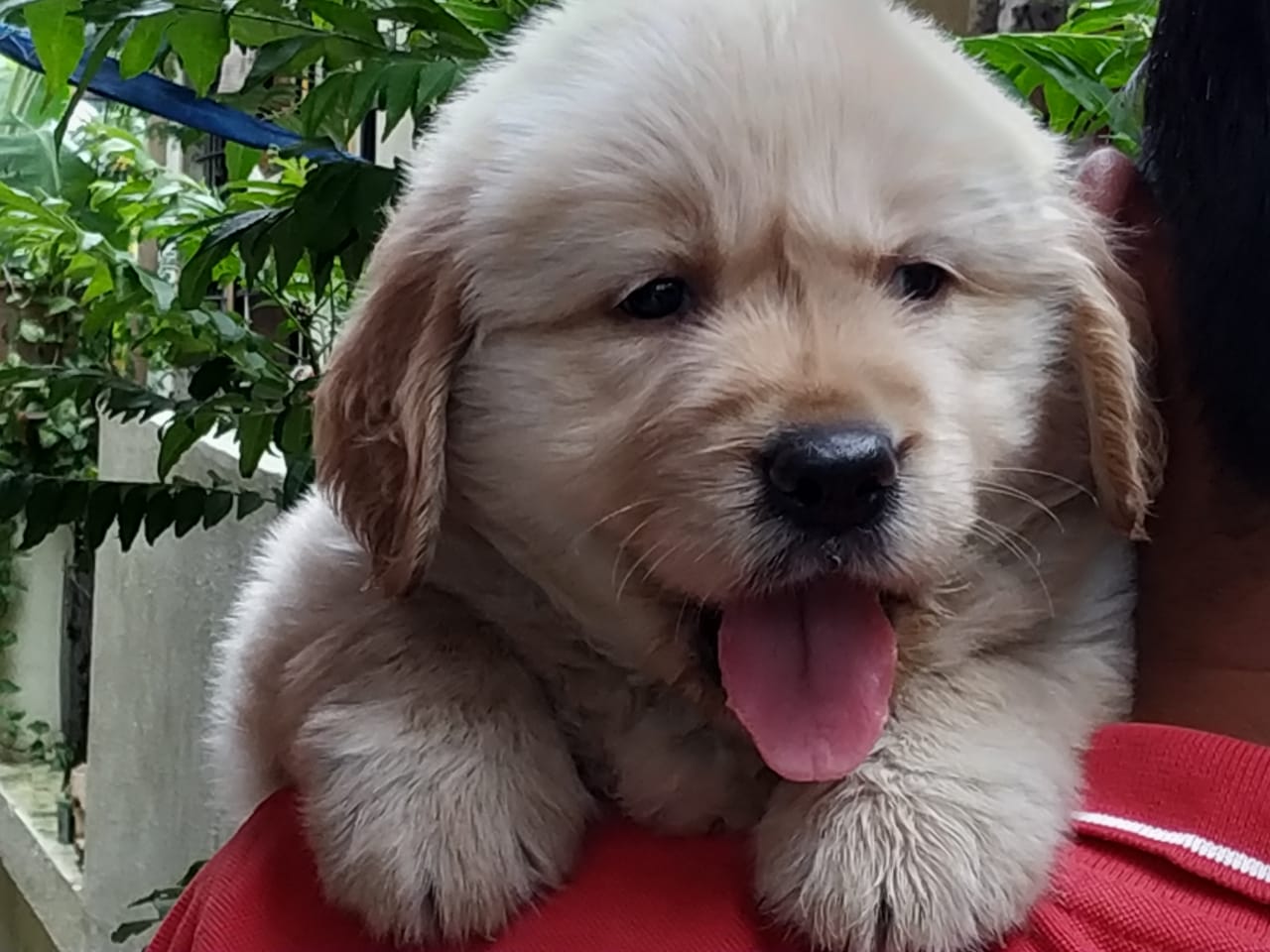 Top and import quality Golden retriever puppy available in pune