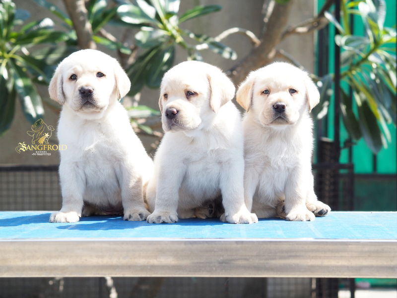 Image of Labrador posted on 2022-08-22 04:07:05 from Mumbai