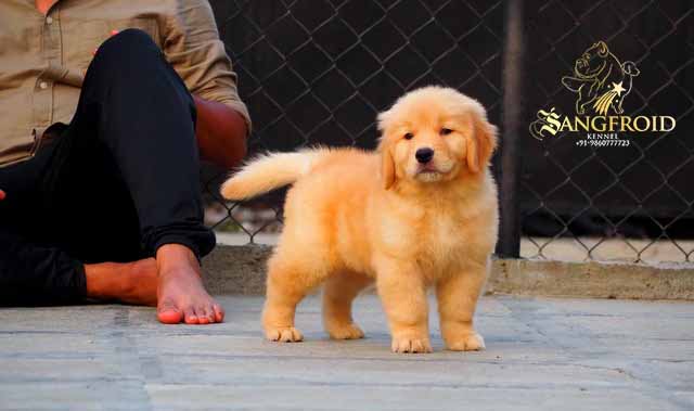 Image of Golden Retriever posted on 2022-08-22 04:07:05 from Mumbai