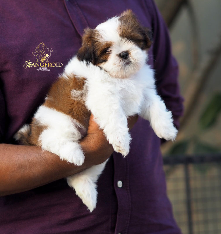 Image of shih tzu posted on 2022-08-22 04:07:05 from Mumbai