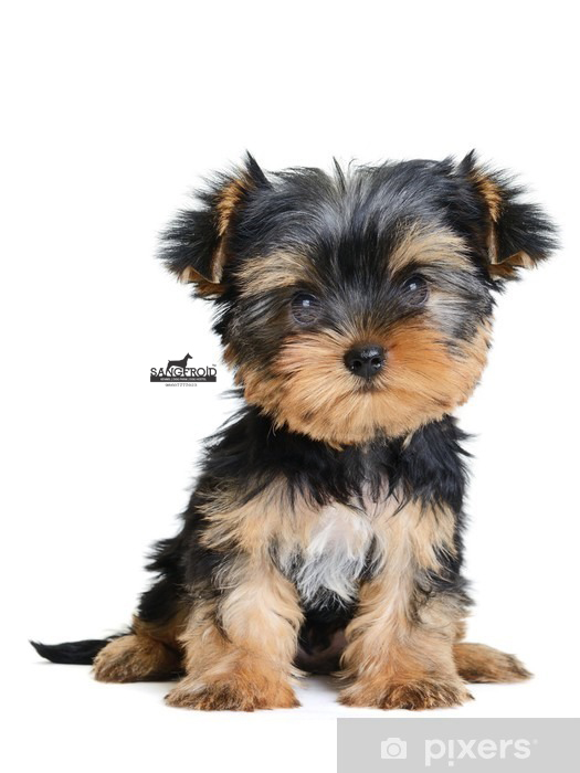 Image of Yorkshire Terrier posted on 2022-08-22 04:07:05 from Mumbai