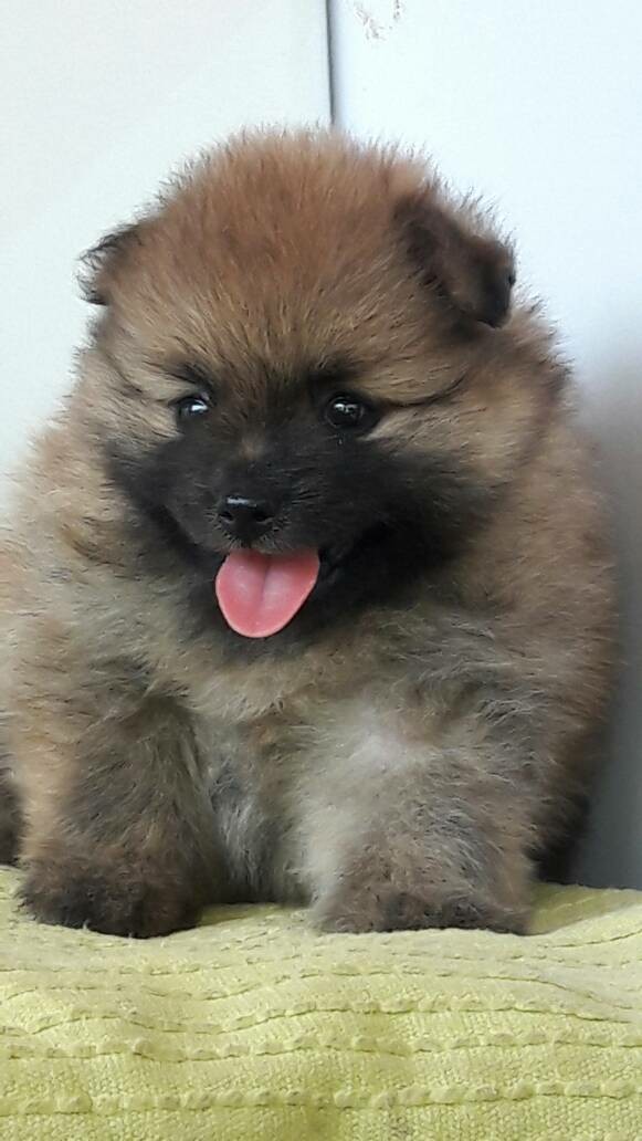 Very good quality minpom puppies avlb in pune 09371022581