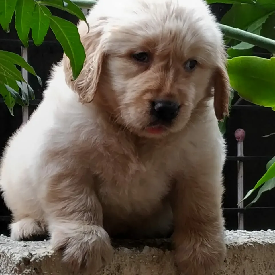 kci import line golden retriever puppy in pune Mumbai