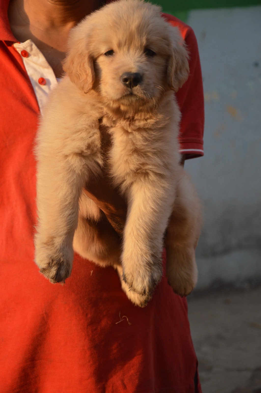 Top and import quality Golden retriever puppy available in pune