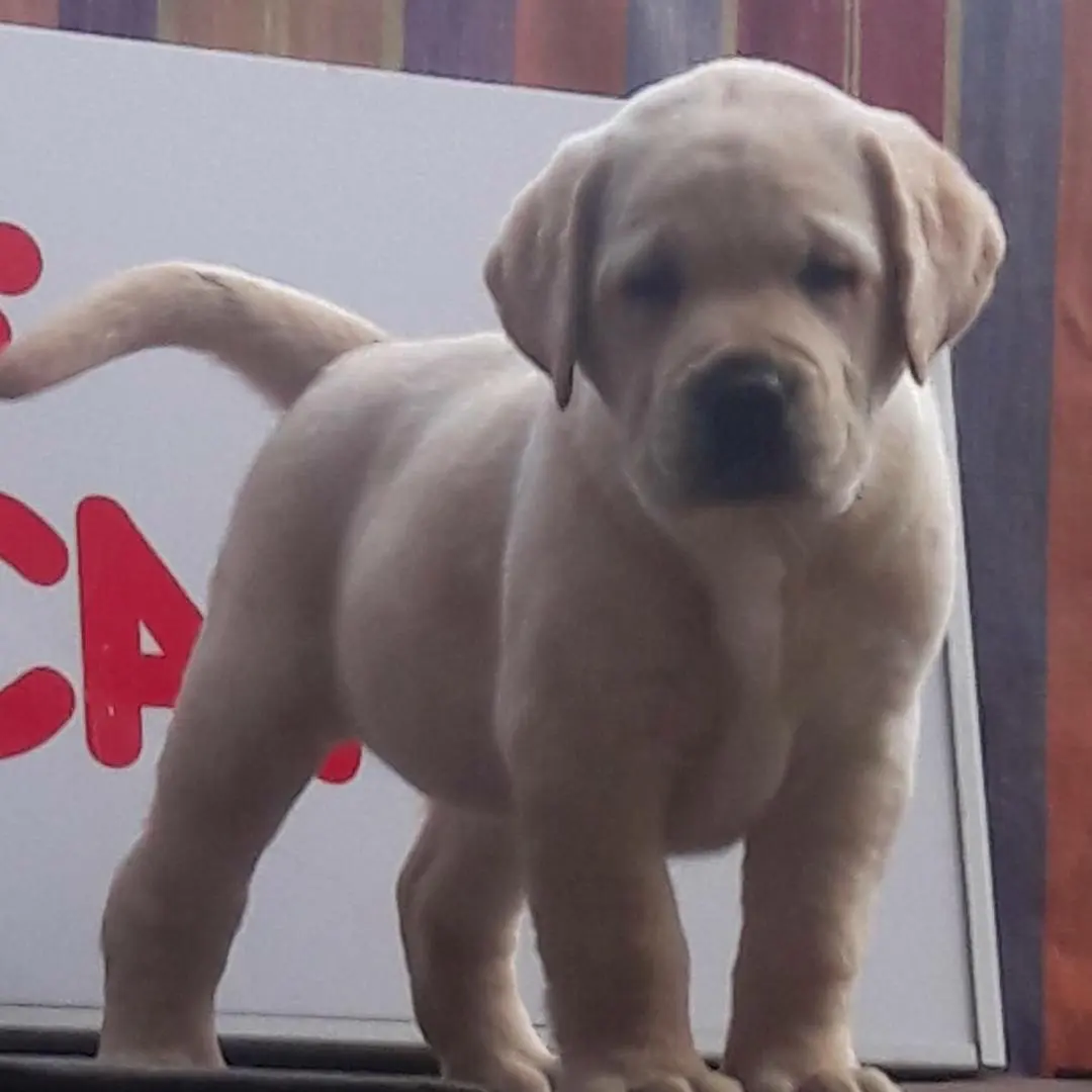 Top and import quality Labroder retriever puppy available in pune