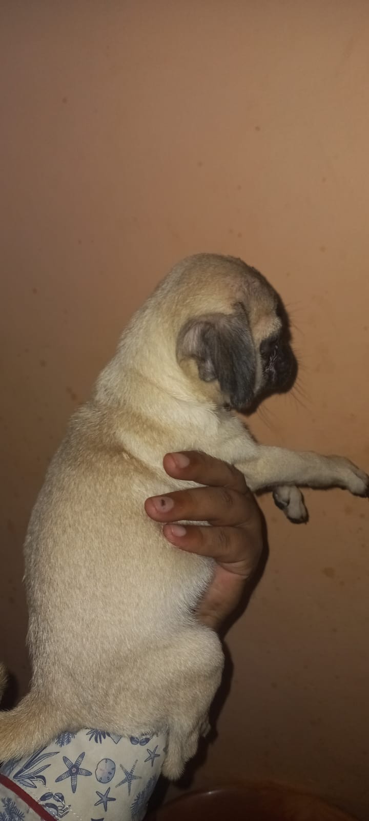 Image of pug posted on 2022-03-26 13:00:08 from Delhi