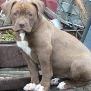 Image of BOER BOEL posted on 2022-03-26 13:00:08 from Delhi