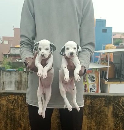 Dalmation puppies from Chennai. Breeder: Madhan