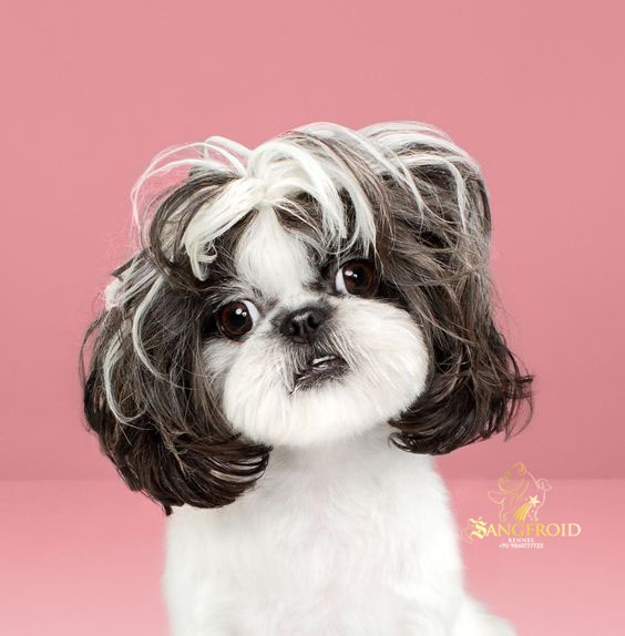 Image of shih tzu posted on 2022-08-22 04:07:05 from Mumbai