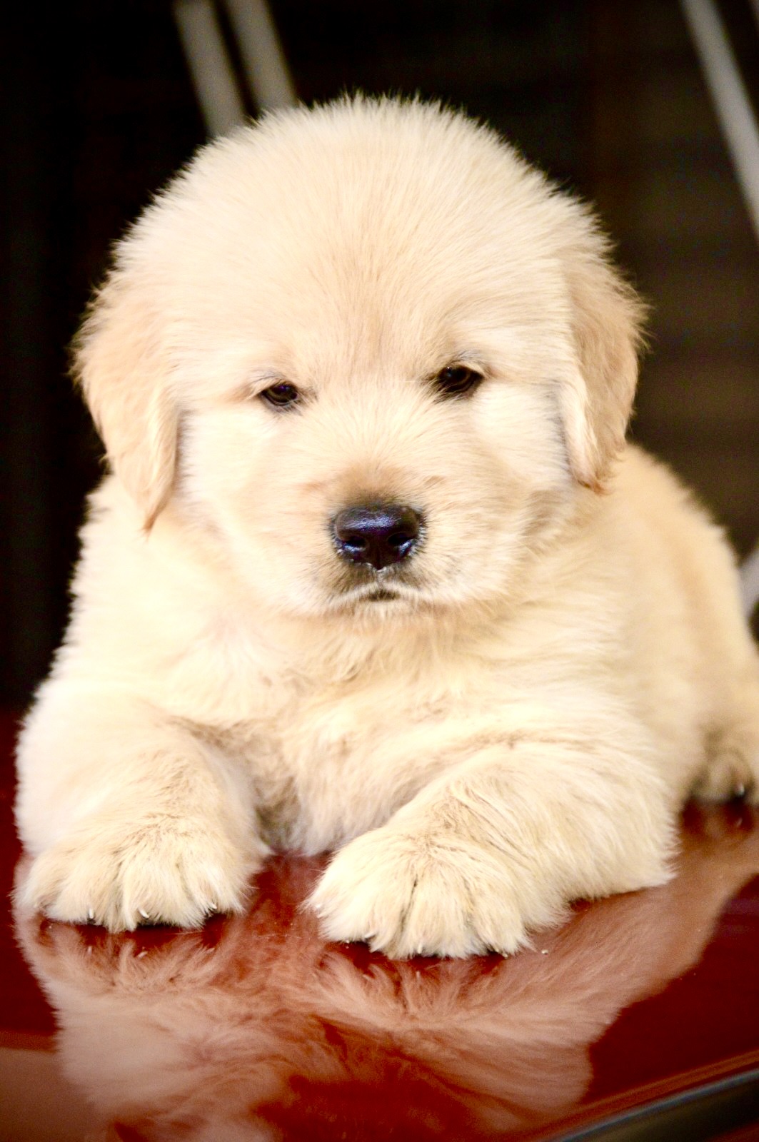 Purebred Golden retriever male and female puppies avlb