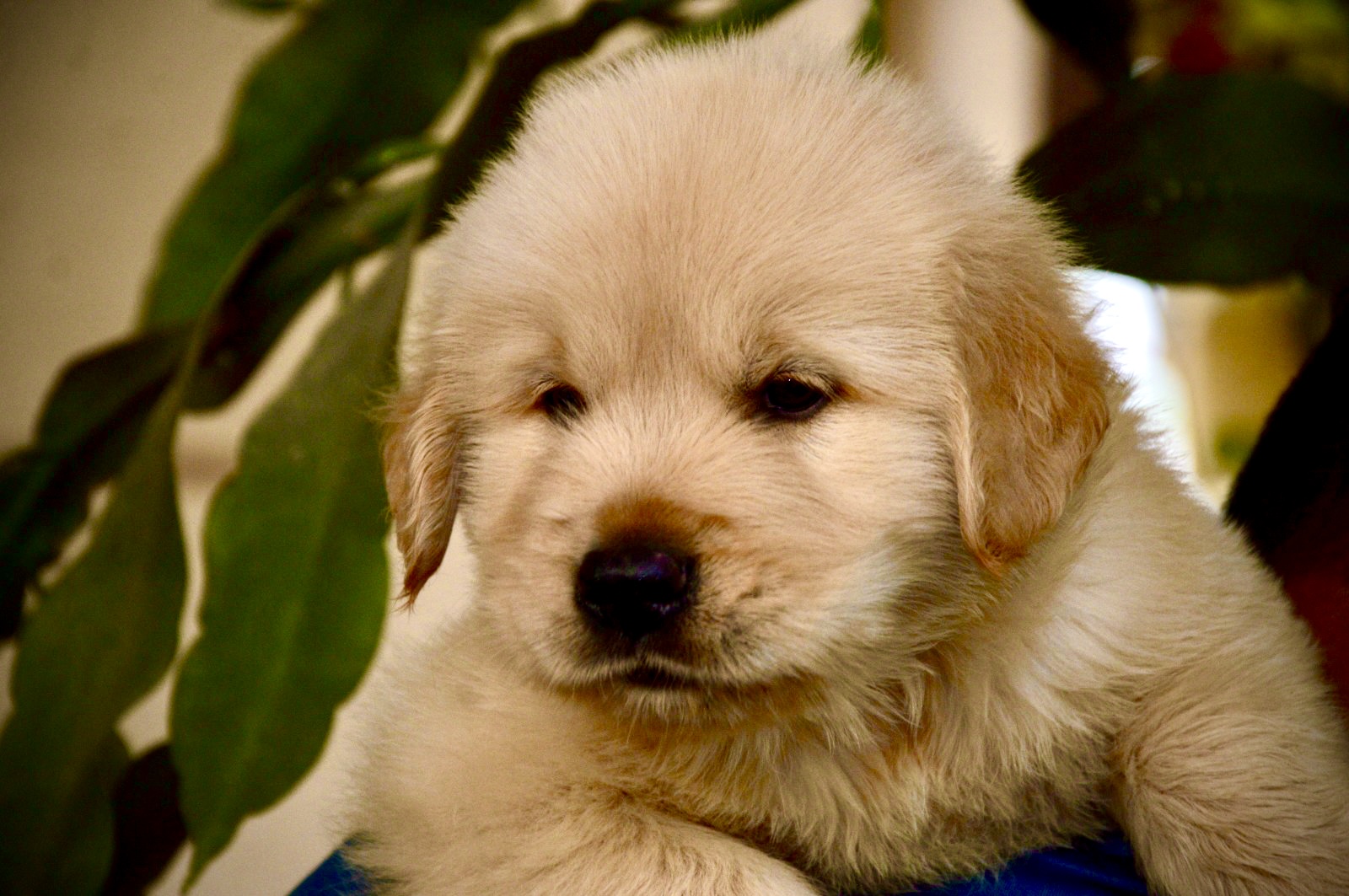 Image of Golden retriever posted on 2023-06-15 03:23:53 from Pune