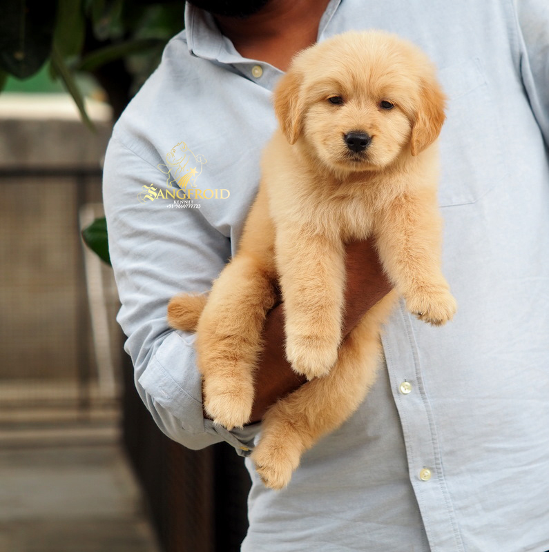 Image of Golden Retriever posted on 2022-08-22 04:07:05 from mumbai