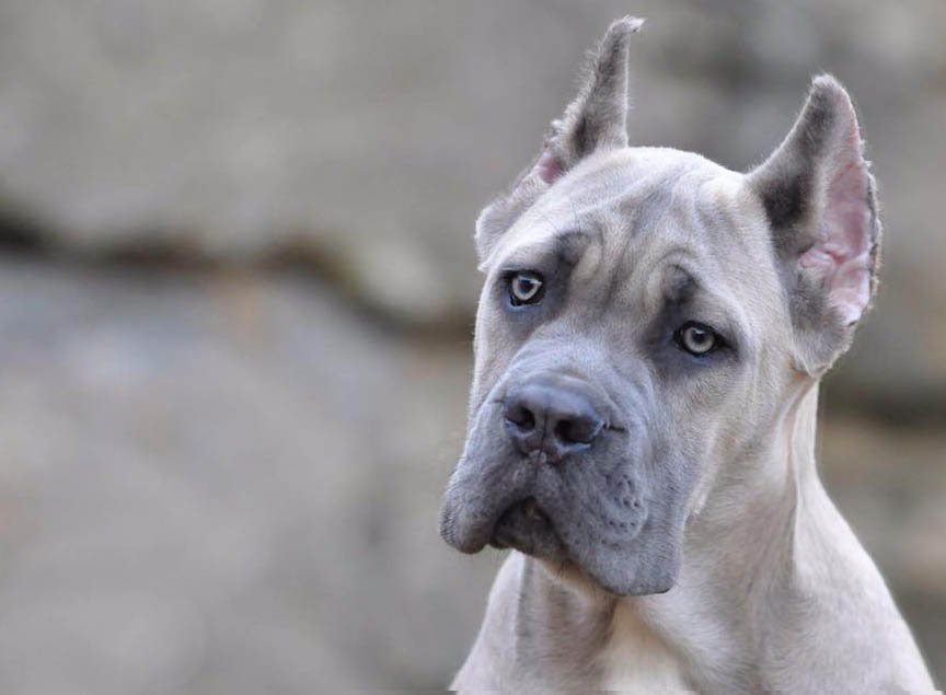 Image of great dane posted on 2022-08-22 04:07:05 from mumbai
