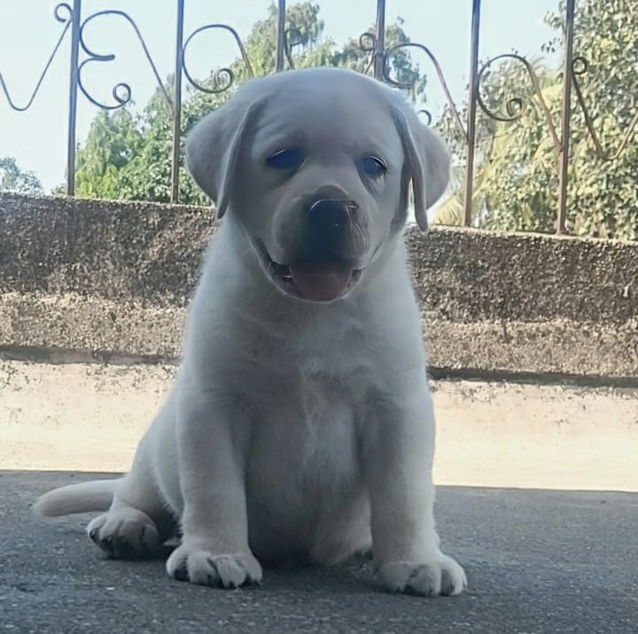 pure bred labrador male and female puppies