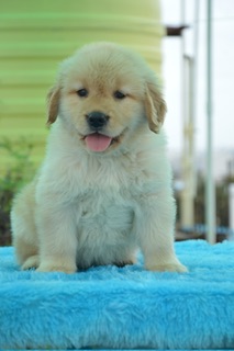 Image of Golden retrievers posted on 2023-06-15 03:23:53 from Pune