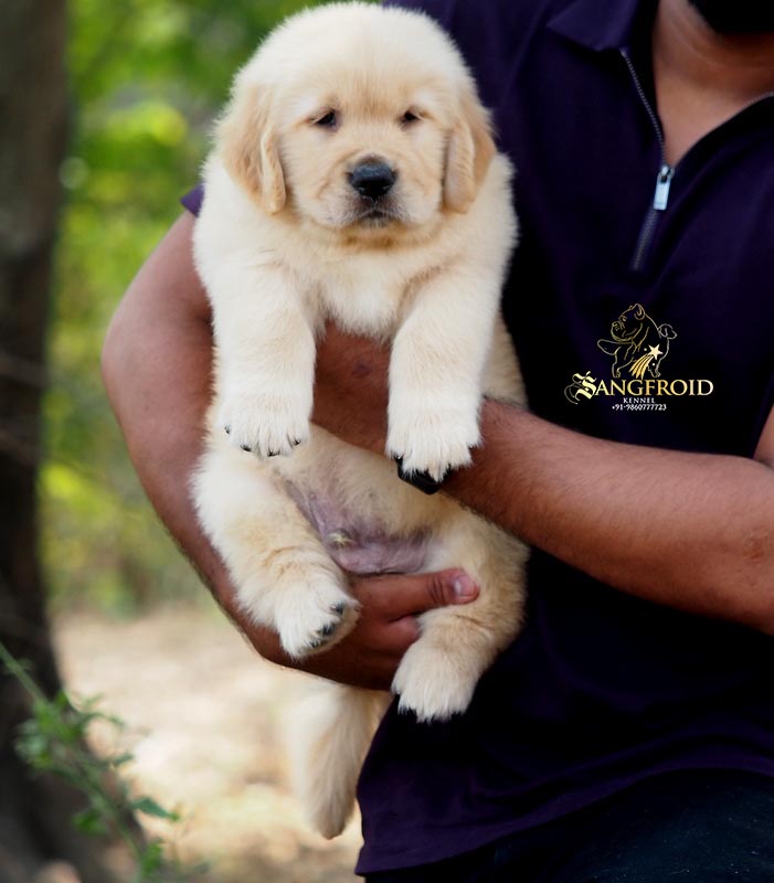 Image of Golden Retriever posted on 2022-08-22 04:07:05 from Mumbai