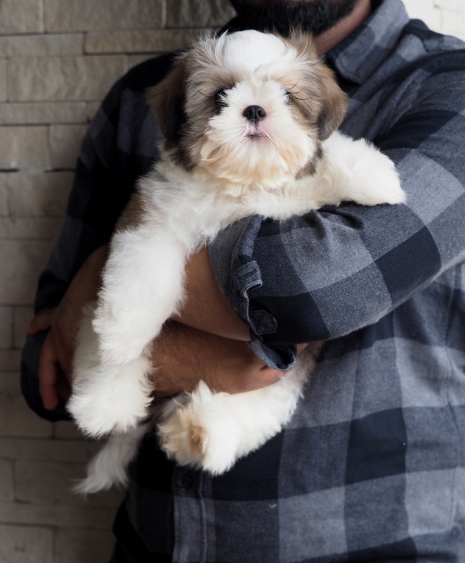 Image of Shih Tzu posted on 2022-08-22 04:07:05 from Mumbai