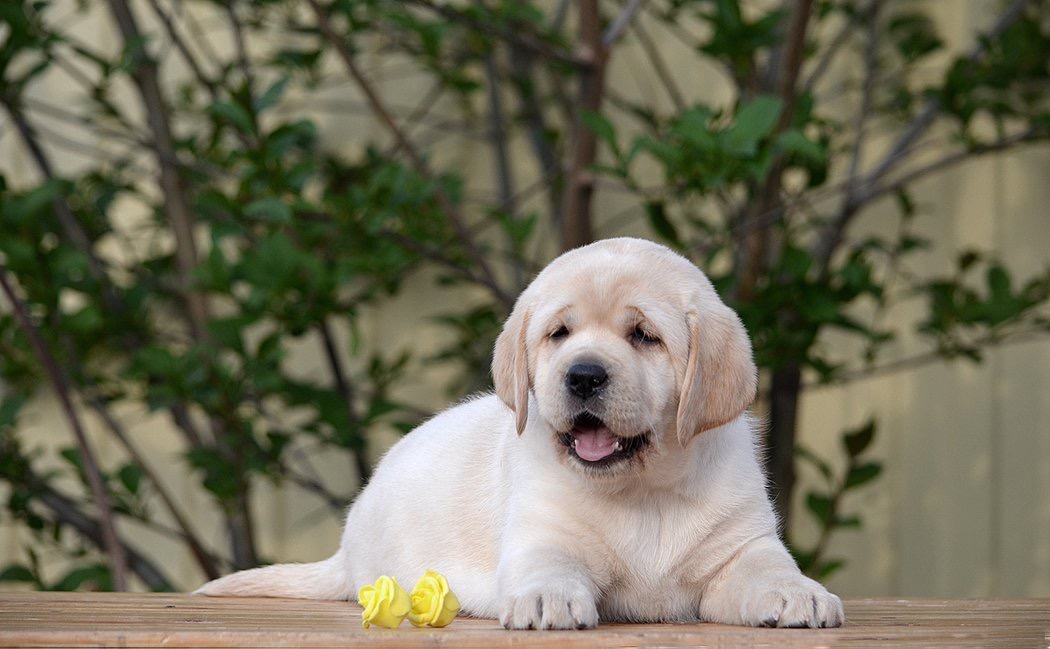 Image of labrador posted on 2022-08-22 04:07:05 from Mumbai