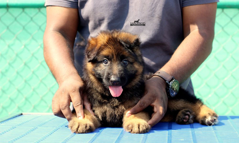 Image of German Shepherd posted on 2022-08-22 04:07:05 from Mumbai