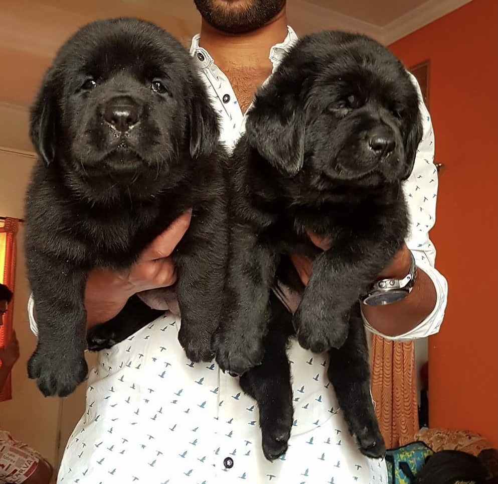 Wonderful lab puppies, family oriented