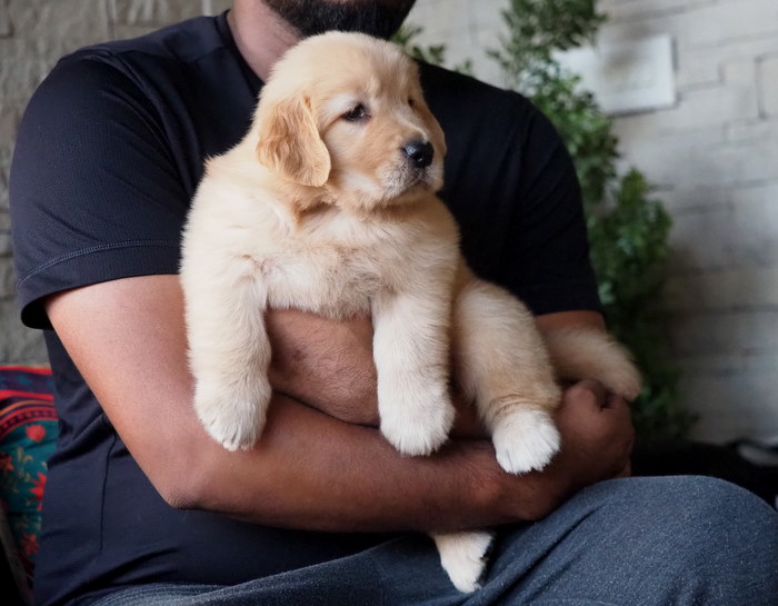 Image of Golden Retriever posted on 2022-08-22 04:07:05 from Mumbai