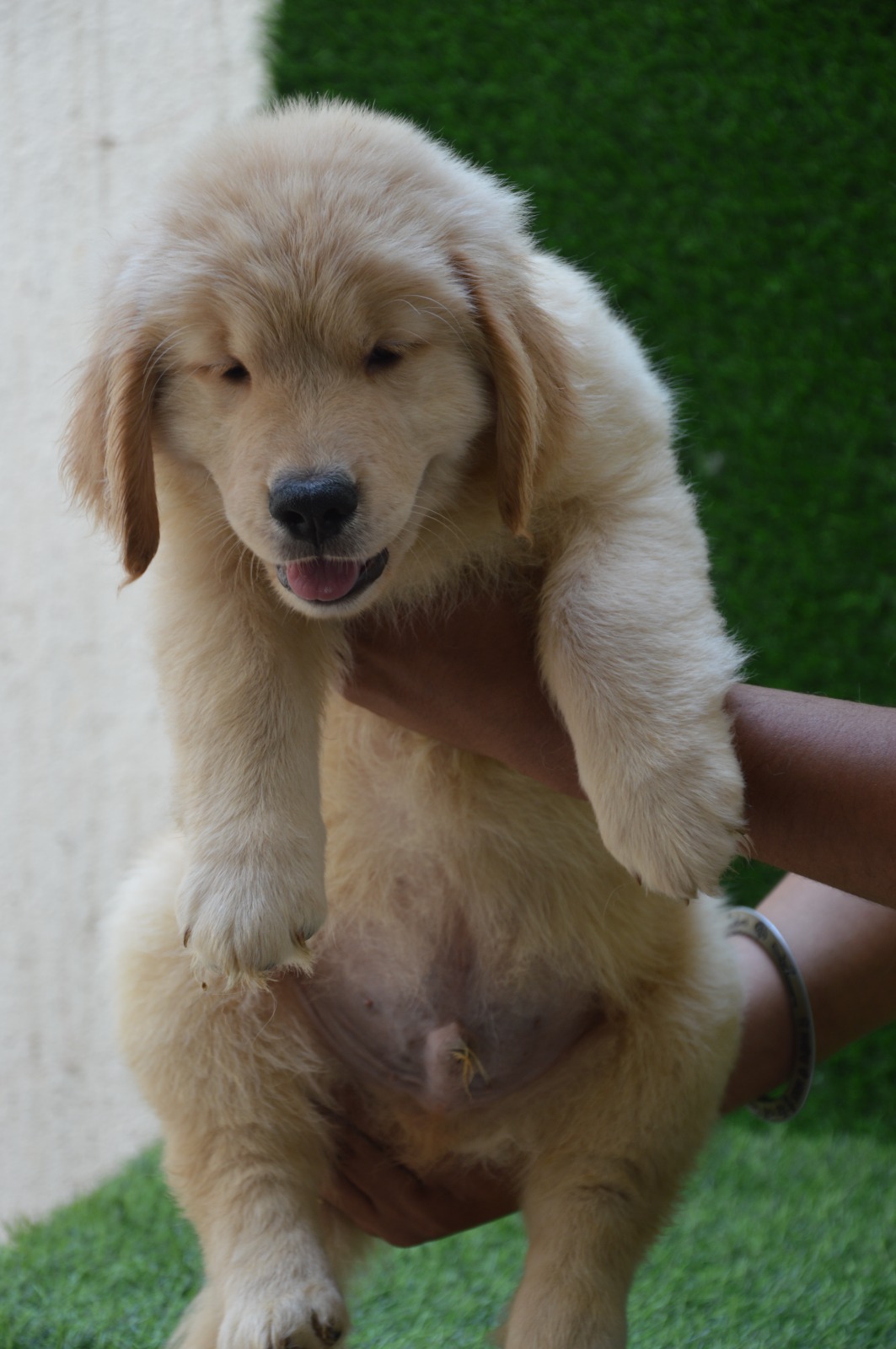 Image of golden retriever posted on 2023-06-15 03:23:53 from pune