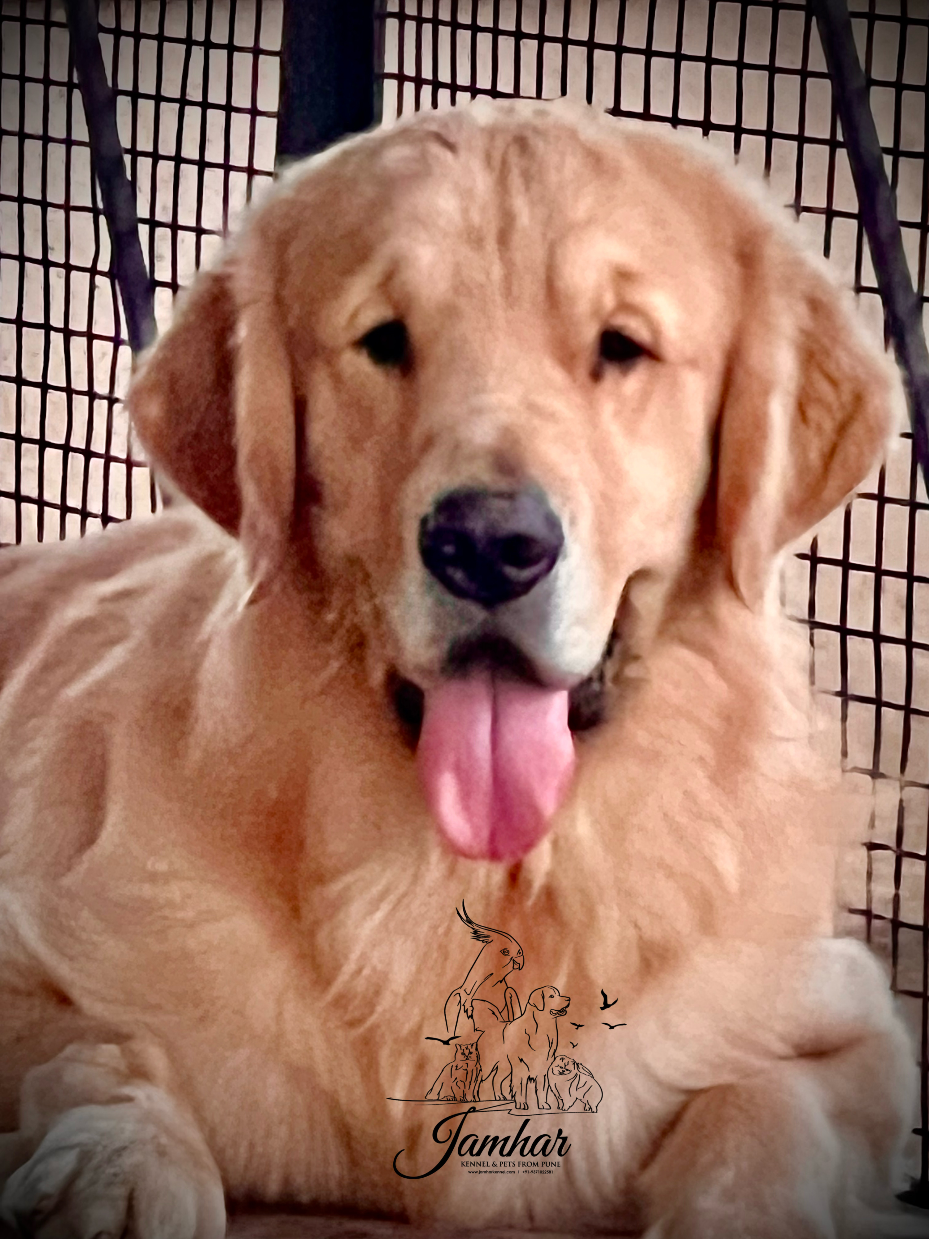 Image of golden retriever posted on 2023-06-15 03:23:53 from pune