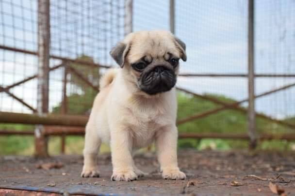 Image of PUG posted on 2022-08-22 04:07:05 from Mumbai