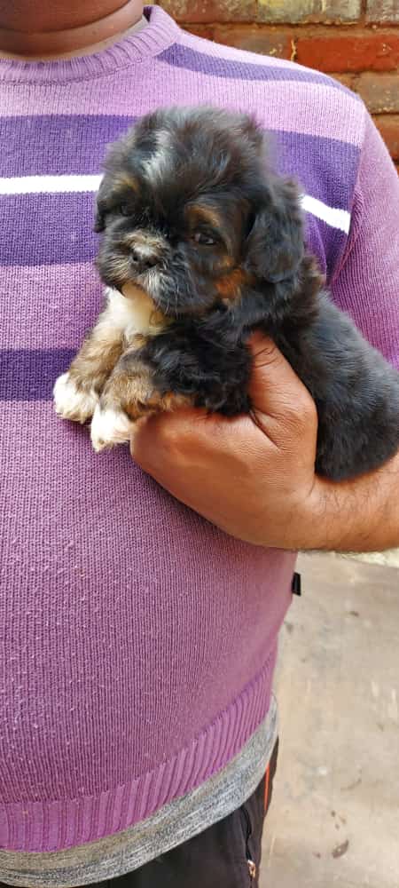 Image of HAVANESE posted on 2022-03-26 13:00:08 from gurgaon