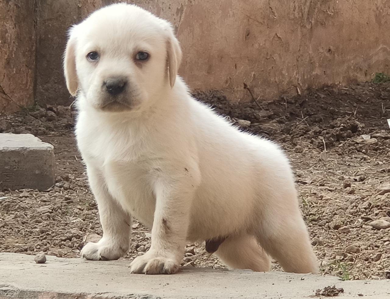 Image of LABRADOR posted on 2022-03-26 13:00:08 from gurgaon