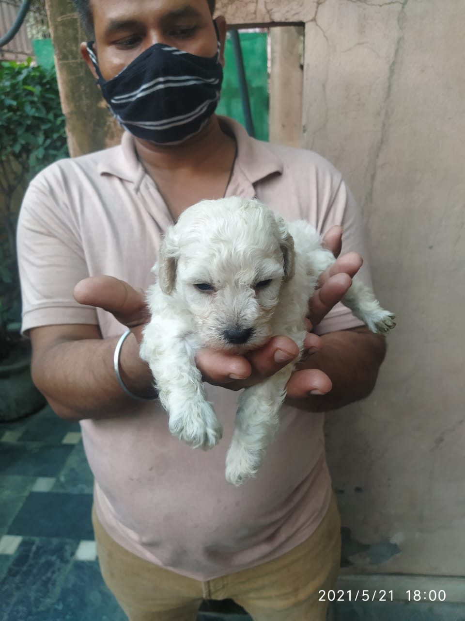 Image of BISHON FRISE posted on 2022-03-26 13:00:08 from gurgaon