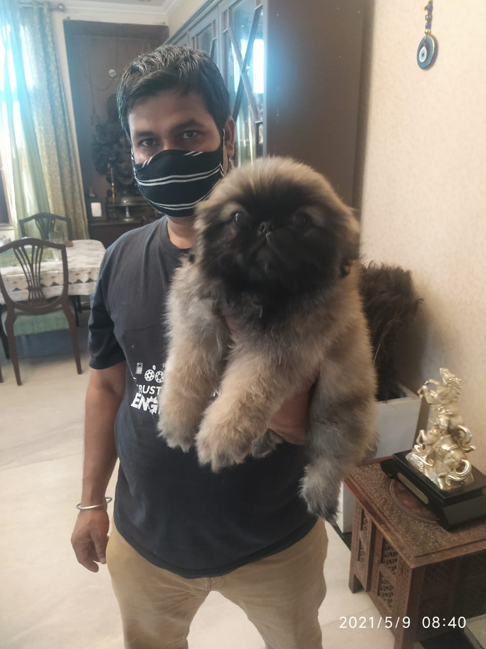 Image of LHASA APSO posted on 2022-03-26 13:00:08 from Delhi