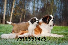 Image of SAINT BERNARD posted on 2022-03-13 14:06:50 from india