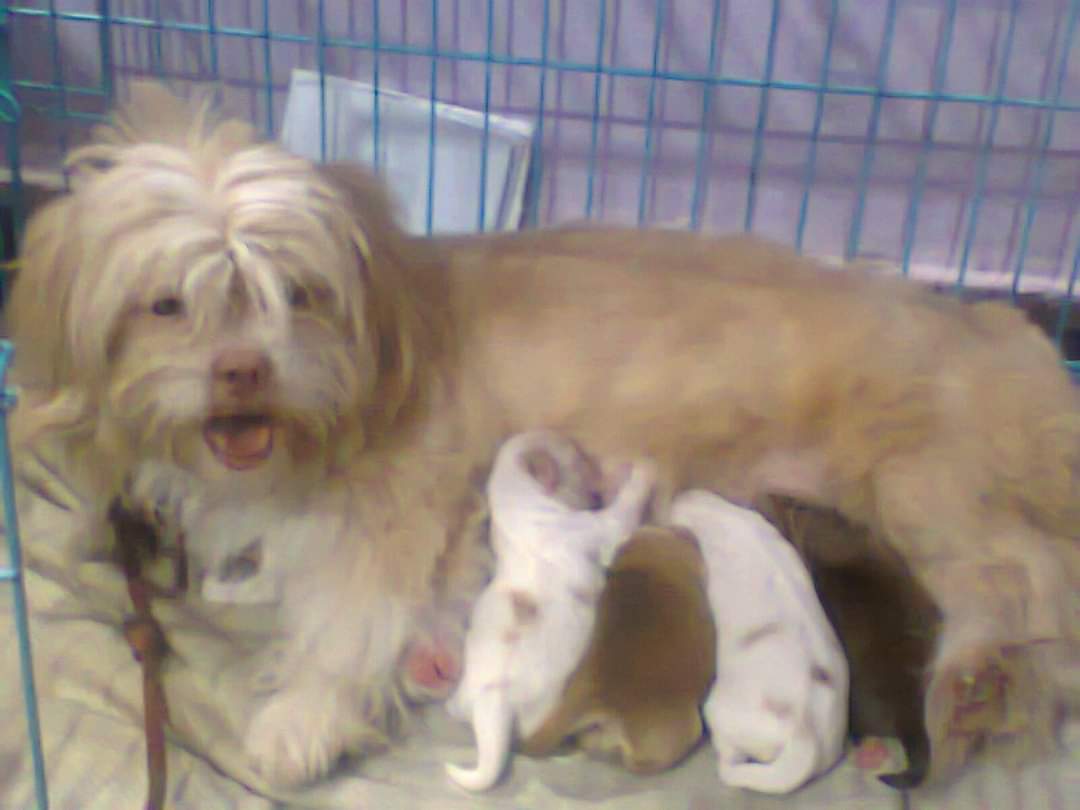 Image of LHASA APSO posted on 2022-03-26 13:00:08 from Delhi