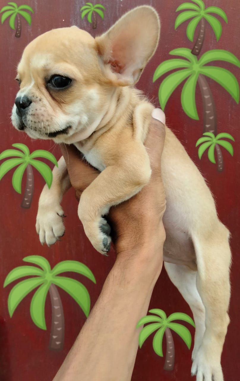 Image of FRENCH BULLDOG posted on 2022-03-26 13:00:08 from Delhi