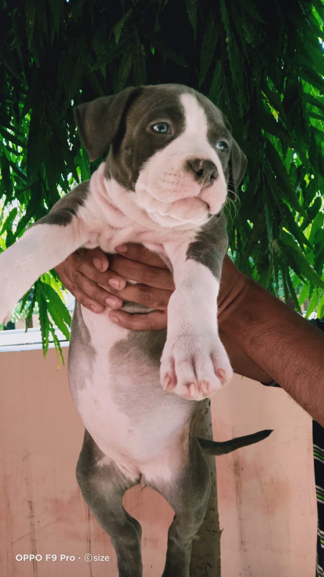 Image of AMERICAN BULLY posted on 2022-03-26 13:00:08 from Delhi