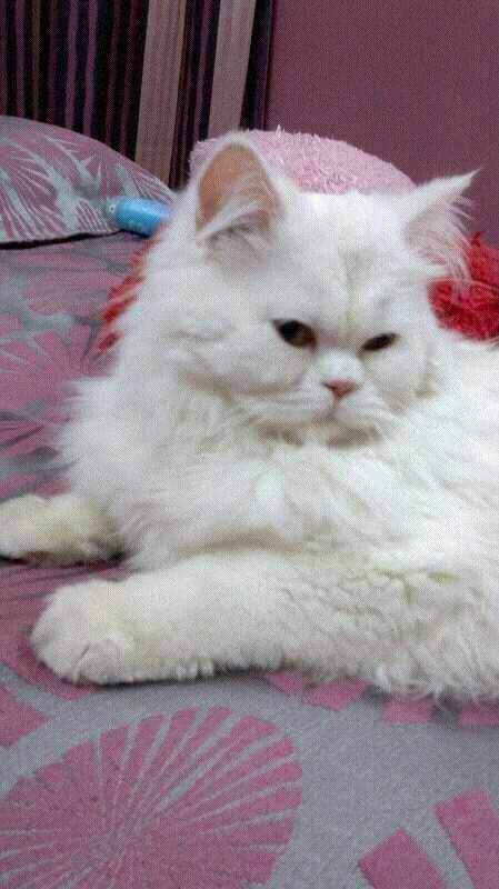 Image of PERSIAN CAT posted on 2022-03-26 13:00:08 from Delhi