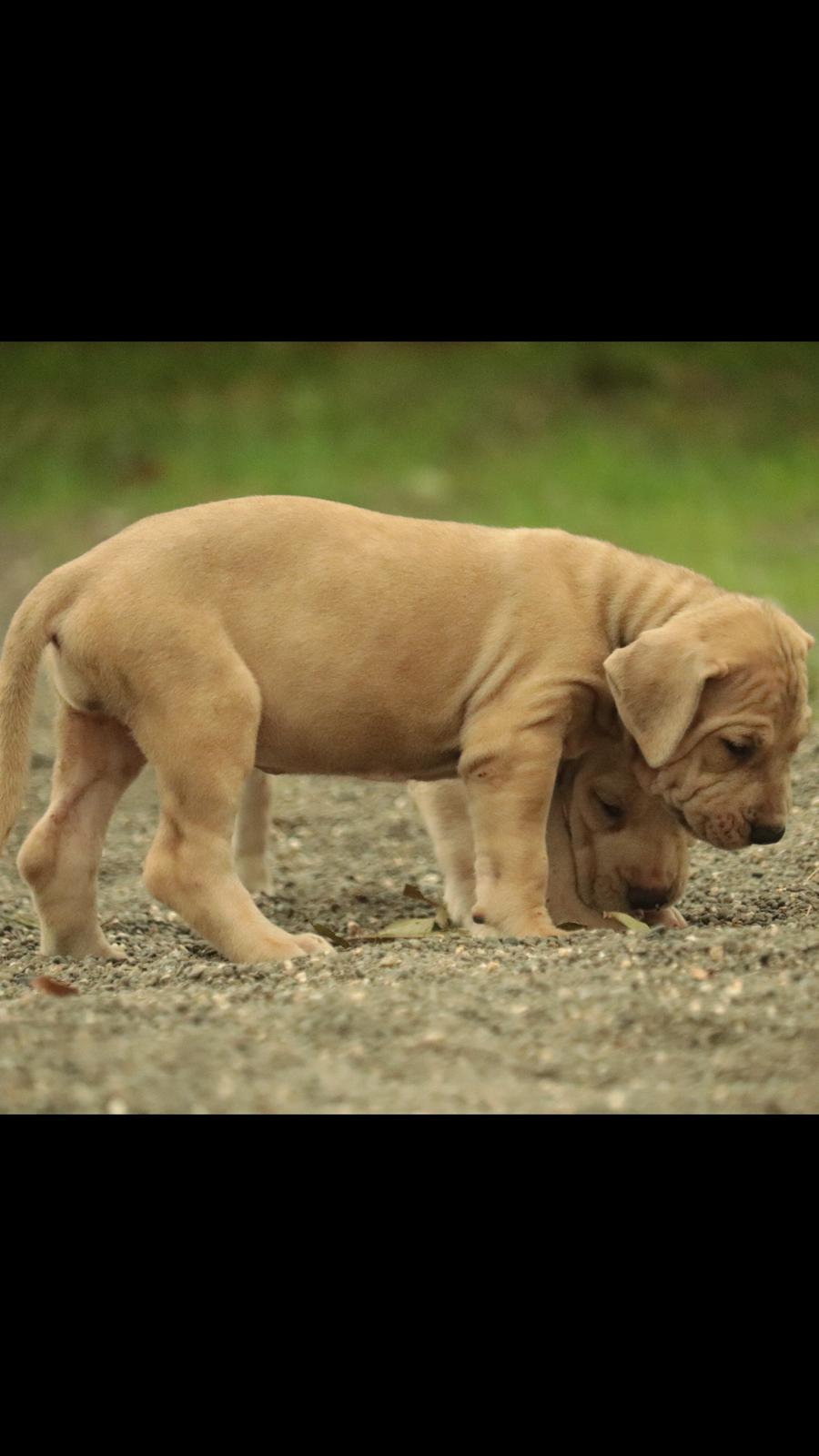 Image of BOER BOEL posted on 2022-03-26 13:00:08 from Delhi