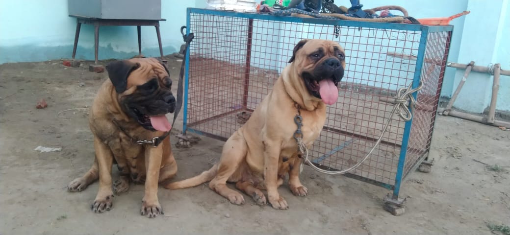 Image of BULL MASTIFF posted on 2022-03-26 13:00:08 from NOIDA