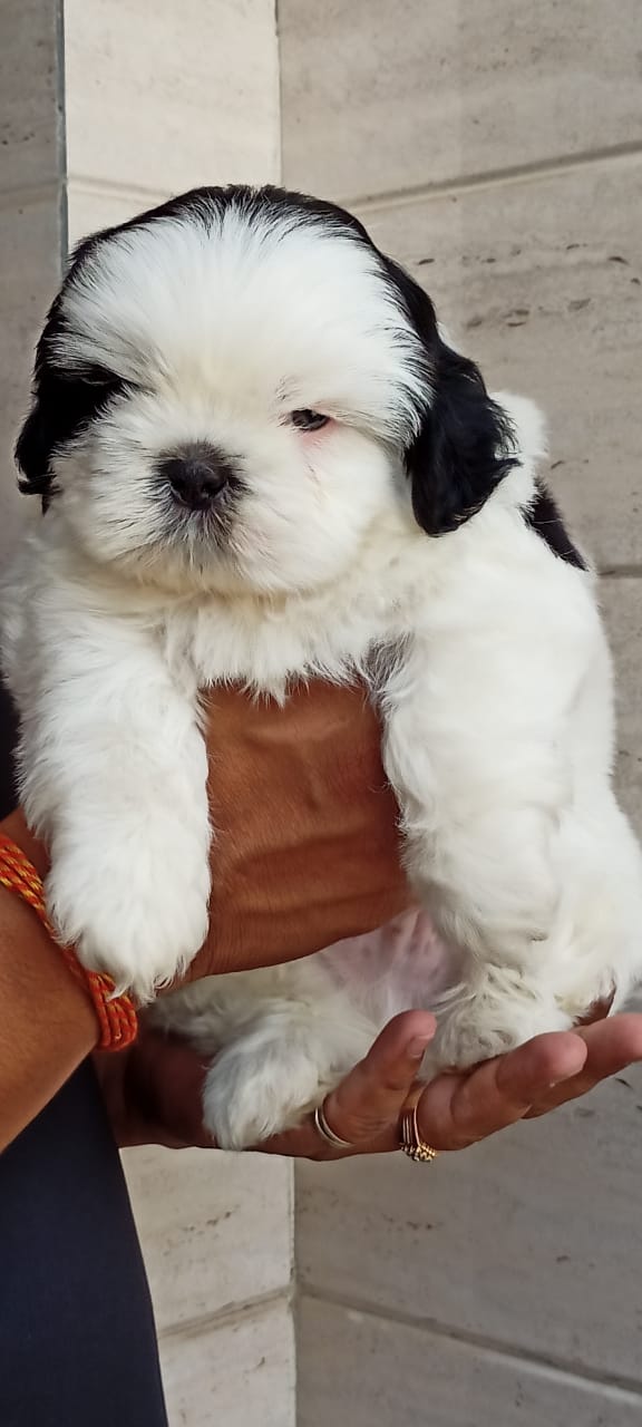 Image of HAVANESE posted on 2022-03-26 13:00:08 from Delhi