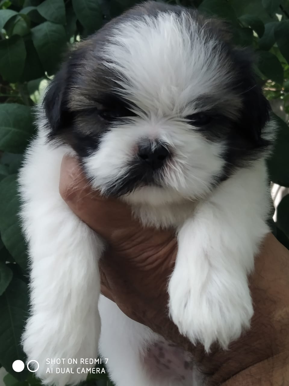 Image of HAVANESE posted on 2022-03-26 13:00:08 from NOIDA