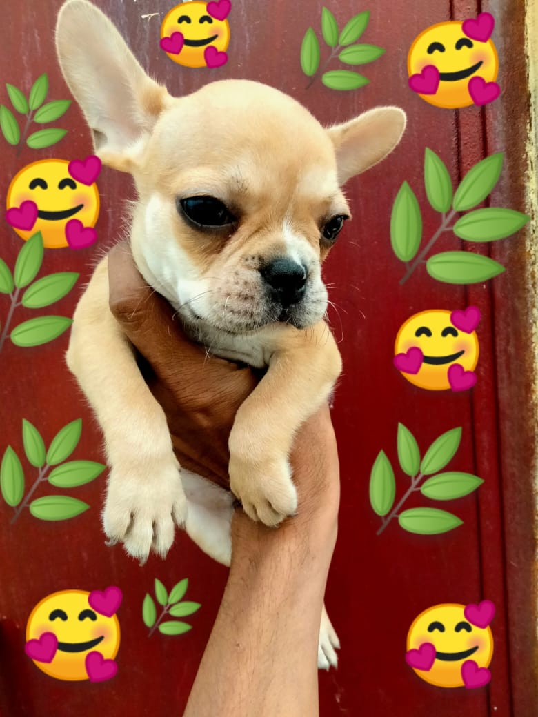 Image of FRENCH BULLDOG posted on 2022-03-26 13:00:08 from NOIDA