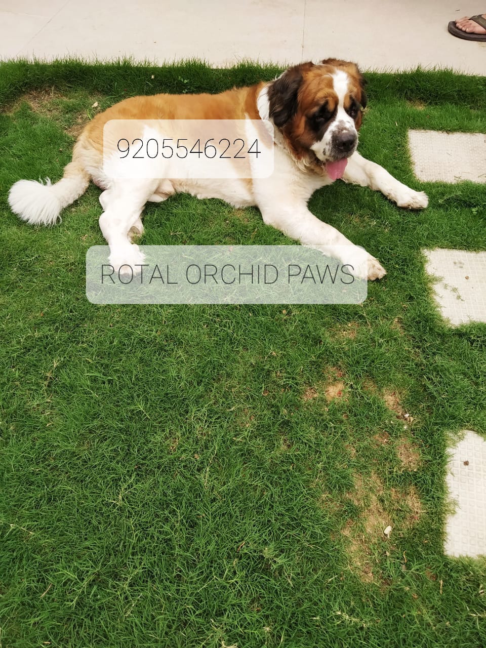 Image of SAINT BERNARD posted on 2022-03-26 13:00:08 from NOIDA