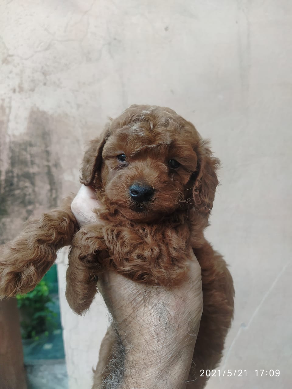 Image of POODLE posted on 2022-03-26 13:00:08 from NOIDA